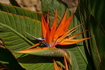 beautiful blooming Royal Strelitzia against the background of green leaves in a natural environment in the garden