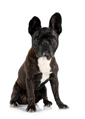 french bulldog in studio