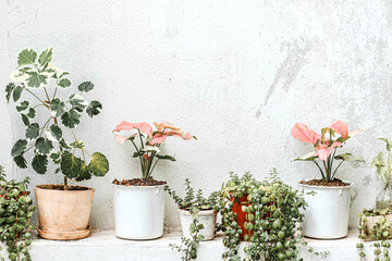 Small plate in pot decorated in front of the black and white wall. interior design in cafe style. Copy space photo