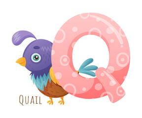 Q letter and cute bird. Zoo alphabet for children education, home or kindergarten decor cartoon vector illustration