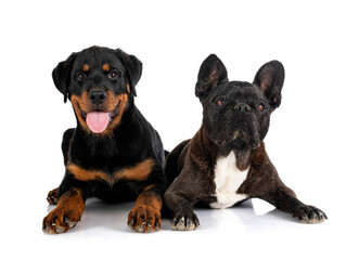 french bulldog and puppy rottweiler