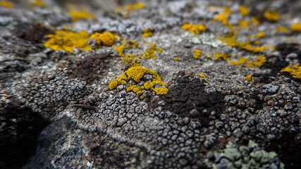 Yellow and grey lichen. Abstract nature background. (soft focus)
