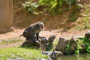 おサルさんの水浴び