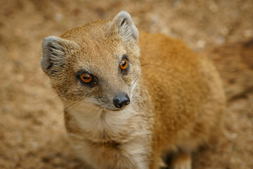 Yellow mongoose, sometimes referred to as the red meerkat