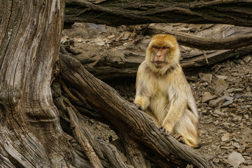 Barbary macaque behind the tree
