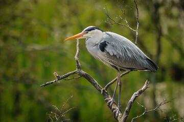 Grey heron on the branch