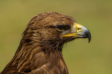 Golden eagle  side view closeup portrait