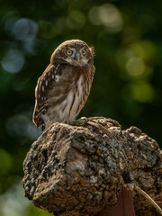 Ferruginous pygmy owl  on the wood