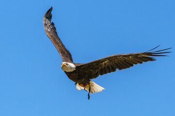 Flying bald eagle on the blue sky