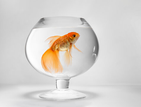 Beautiful Gold Fish In Bowl On Light Background