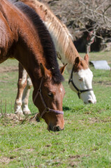 details of a horse in Liguria in Italy