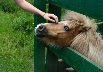 girl stroking pony with blue eyes. Foal tactile therapy concept and friendship with animals