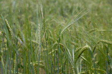 Close up of a green wheat grass plant. Soft focus.