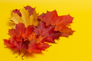 Naklejka na ściany i meble red and yellow maple leaves of different sizes on a yellow background