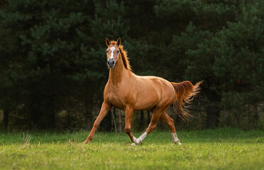 Don breed horse running on the field in summer. Russian golden horse.