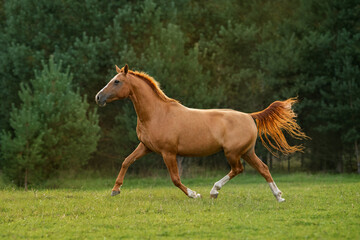 Don breed horse running on the field in summer. Russian golden horse.