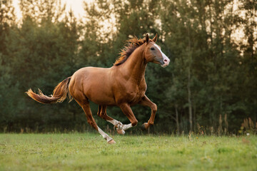 Don breed horse running on the field at sunset in summer. Russian golden horse.