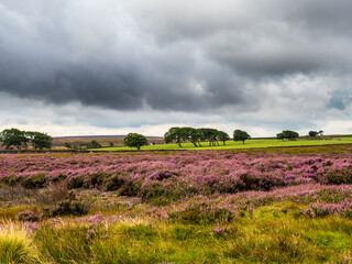 Fototapeta premium Beautiful vibrant purple heather on open moorland with blue skies and dramatic skies. 