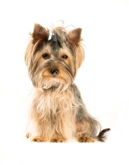 Yorkshire Terrier Puppy Sitting