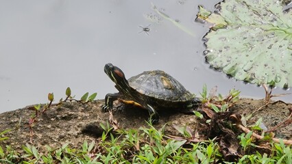 turtle suntanning next to the lake