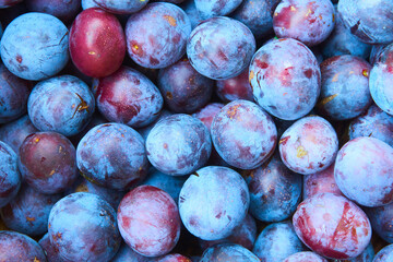 Close up of fresh plums, top view. Macro photo food fruit plums. Background of fresh blue plums.