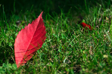 Czerwone liście na zielonej trawie