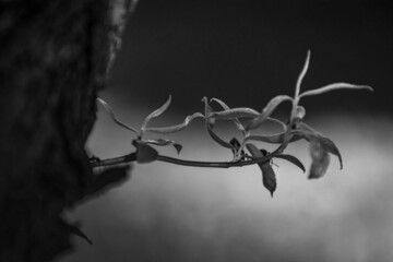 Czarno-białe rośliny gałezie wierzby