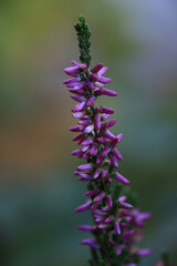 Obraz premium Close Up of Purple Lavender Flowers in a Garden