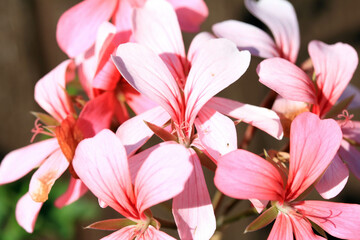 Close up of Pink Flowers in a Garden