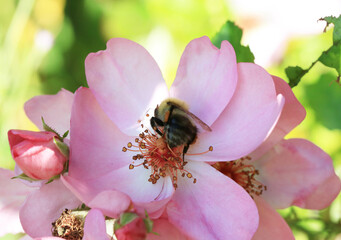 Close up of Pink Flowers in a Garden