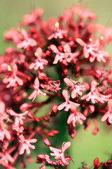 Close up of Pink Flowers in a Garden