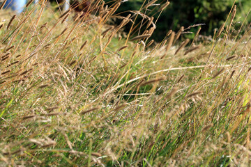 Long Meadow Hay Grass in a Garden