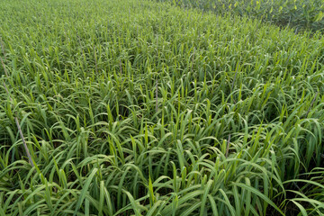Aerial view of sugarcane plants growing at field