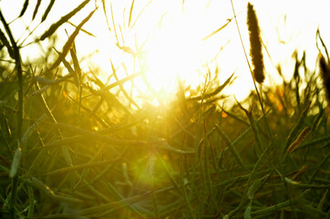 grass in the sun