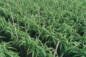 Aerial view of sugarcane plants growing at field