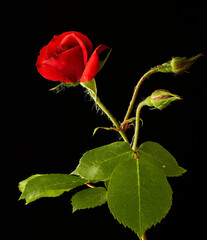 Obraz premium rosa rossa