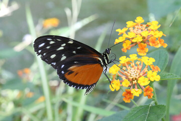 Heliconius hecale