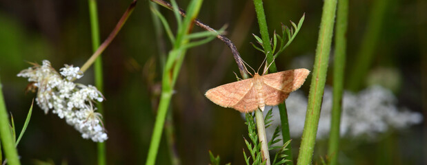 Rostspanner, Violettroter Kleinspanner, Weinroter Triftenflurspanner // Tawny wave (Scopula rubiginata)