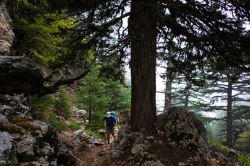 Hiking on Lycian way. Male hiker walking up north side of Tahtali mountain next to giant Lebanese Cedar tree on Lycian Way trail, Ecotourism trekking in Turkey