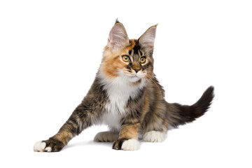 Playful Red Maine Coon Cat with polydactyl paws on Isolated White Background