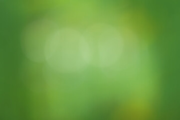 Fototapeta na wymiar Natural green blurred background. Defocus light green.