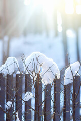 Hornbeam hedge with frozen brown leaves in snow caps on hedge background in winter time, plants in winter time concept, selective focus, narrow DOF 