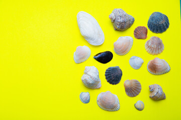 Shells of various shapes, types and sizes lie on a yellow background.