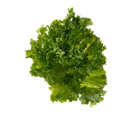 Obraz premium Salad leaves Bio lettuce isolated on white background.