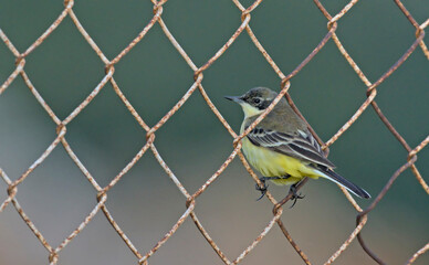 Yellow Wagtail - Motacilla flava, Crete