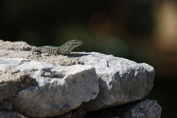 Green lizard sits on rocks and bask in the sun