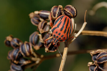 True bug (Graphosoma semipunctatum)