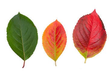 Colorful of autumn leaves isolated on white background