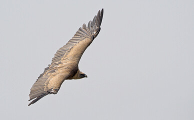 Griffon Vulture - Gyps fulvus, Crete