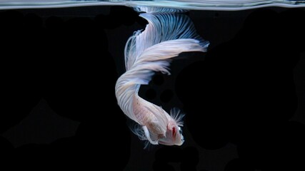 Obraz premium Siamese fighting fish is the national fish of Thailand. It's a fighter fish. The distinguishing feature of this figure is white with gold glittering eyes.
